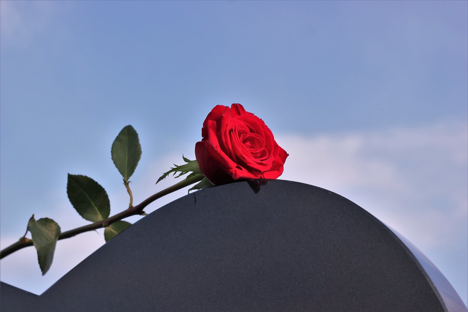 róża pogrzeb